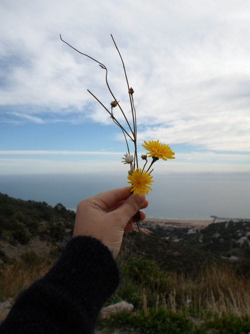 bonjourcamila: picked some flowers