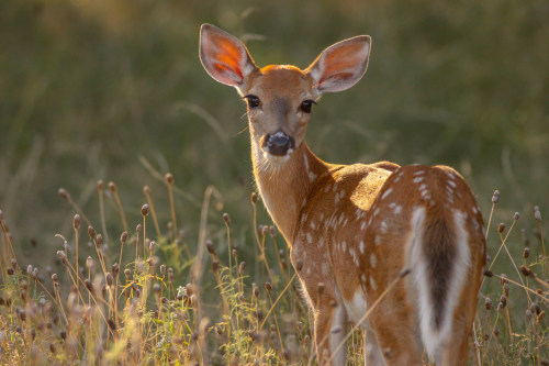 deer, dreaming
