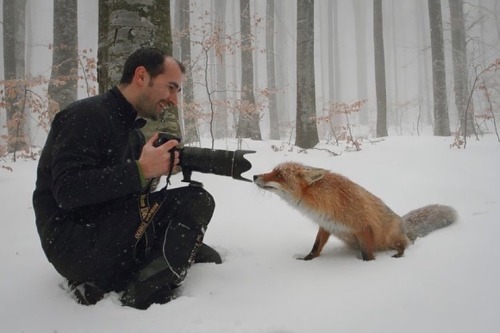 Wildlife Photographers Interrupted By Animals 