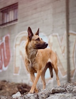 dogempire:  Belgian malinois