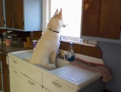 awwww-cute:  My dog when he hears my wife’s car drive up  I had to stop and do a double take because I thought this was my dog