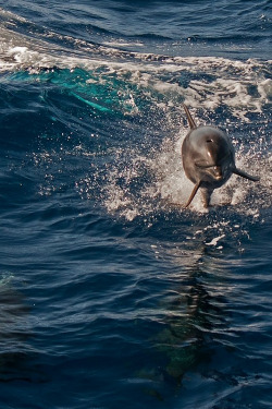 plasmatics-life:  Dolphin ~ By Thomas Koenen