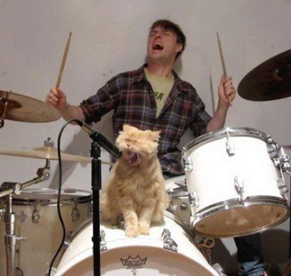 catsbeaversandducks:  10 Cats That Are Truly Happy With Their Careers“It’s never