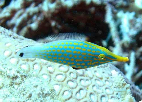 cool-critters: Orange spotted filefish (Oxymonacanthus longirostris)The orange spotted filefish is a