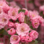 frances-flower-tea
