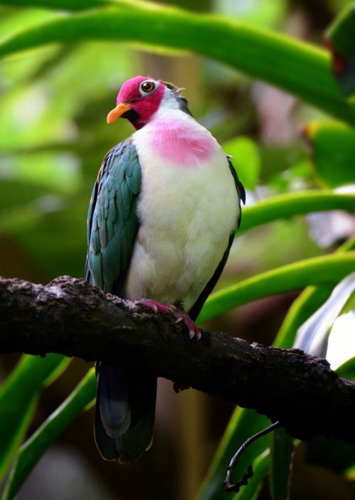 cool-critters:Jambu fruit dove (Ptilinopus jambu)The jambu fruit dove is a smallish colourful fruit-