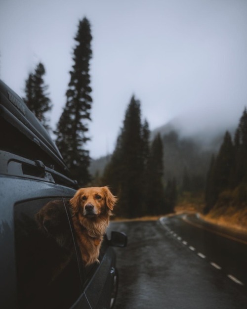 johncwingfield:Foggy car rides with our golden girl.. (at Mount Rainier National Park)