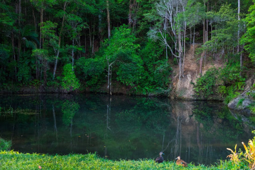 oceaniatropics: wild ducks on the bank of Tallebudgera Creek, SE Queensland, Australia  