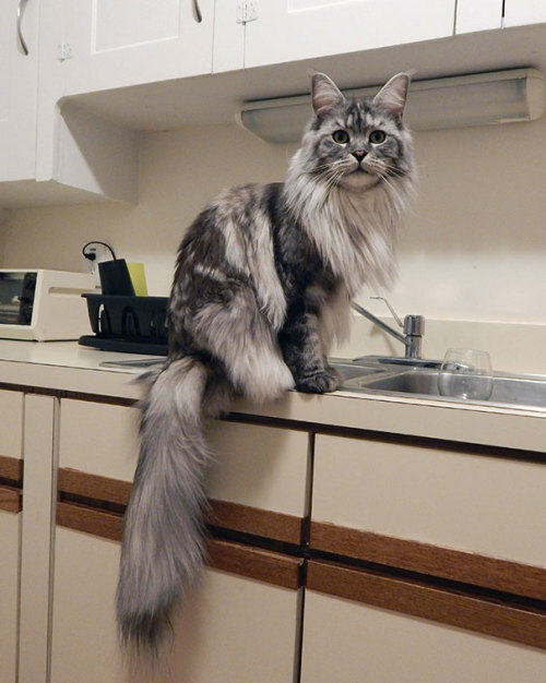 50plusotaku:awesome-picz:Maine Coon Cats That Will Make Your Cat Look Tiny.WantAw. I want a lion, to