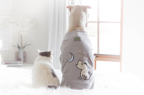 hungryghoast: catsbeaversandducks: Paddington the Dog and Butler the Cat Best friends ever! Photos
