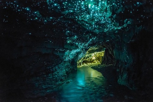 magicalnaturetour:  Waitomo Glowworm Caves are a famous tourist attraction because of the large population of fireflies that live in caves. Fireflies, or Arachnocampa luminosa - tiny bioluminescent creatures that produce blue and green light live exclusiv