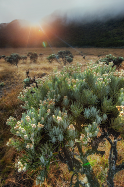 expressions-of-nature:  Javanese Edelweiss by: Afriandi Syahfril