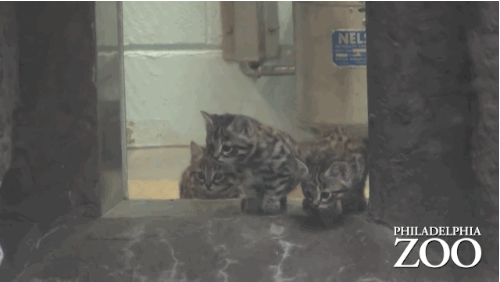 prguitarman:huffingtonpost: Philadelphia Zoo Welcomes Black-Footed Cat Kittens And We Are Freaking O