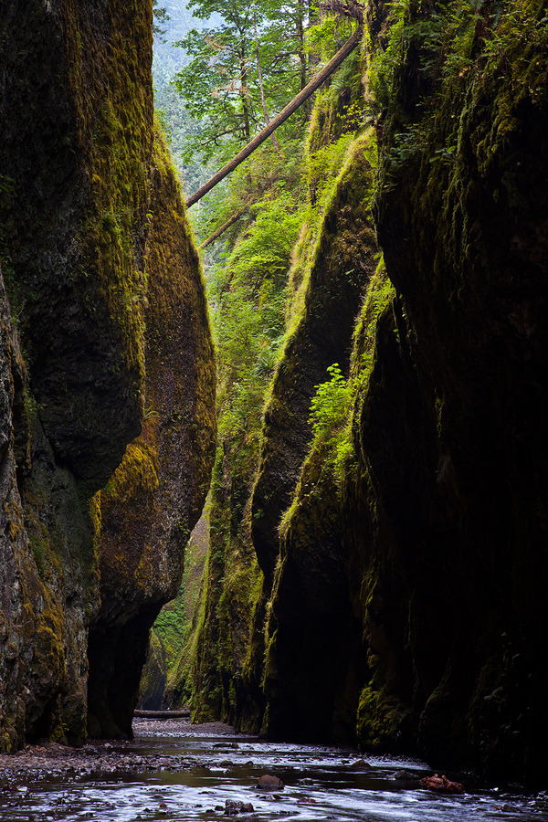 woodendreams:  (by Jordan Ek)