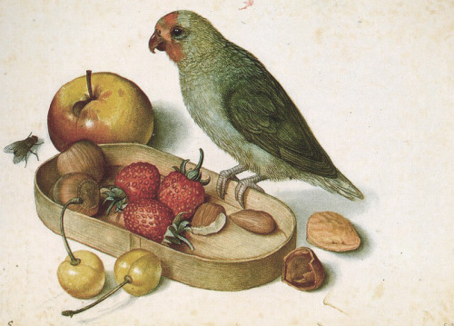 Georg Flegel, Still-Life with Pygmy Parrot, first half of the 17th century. Watercolour drawing, Sta