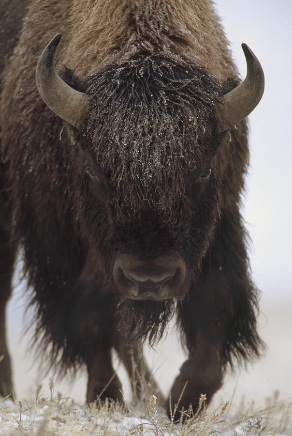 sublim-ature:  American Bison Portrait In Snow North by Tim Fitzharris 