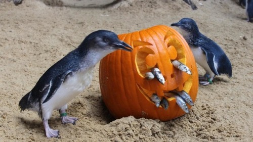 Little penguins at Manly SEA LIFE Sanctuary get into the Halloween spirit!!www.dailytelegrap