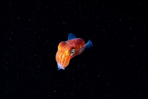 thelovelyseas: by Alexander Semenov    Otherworldly and incredible. I love sea life s