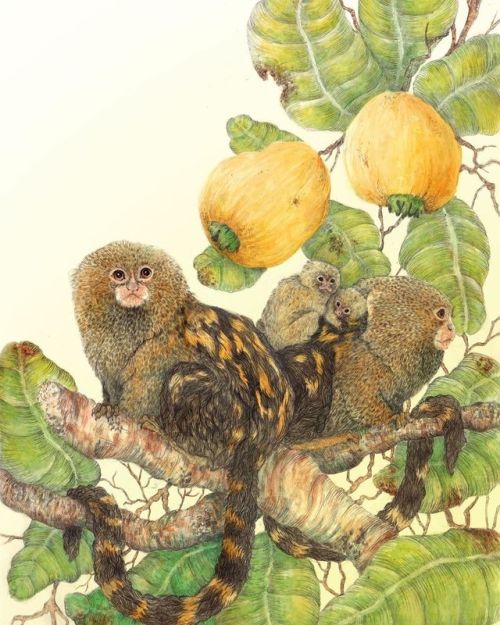 Pygmy marmosets . . . . . . . . . . . . . #wildanimals #nature #watercolor #illustration #marmoset #