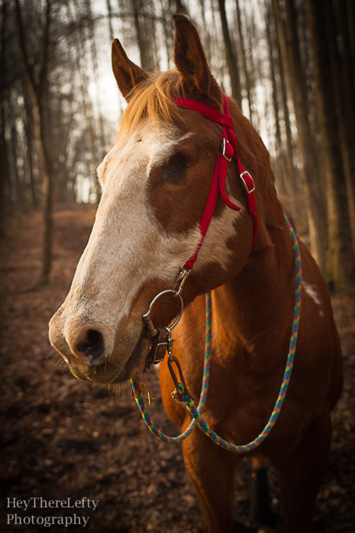 pop-pvnkprincess: Braveheart =]  ©HeyThereLefty Photography 