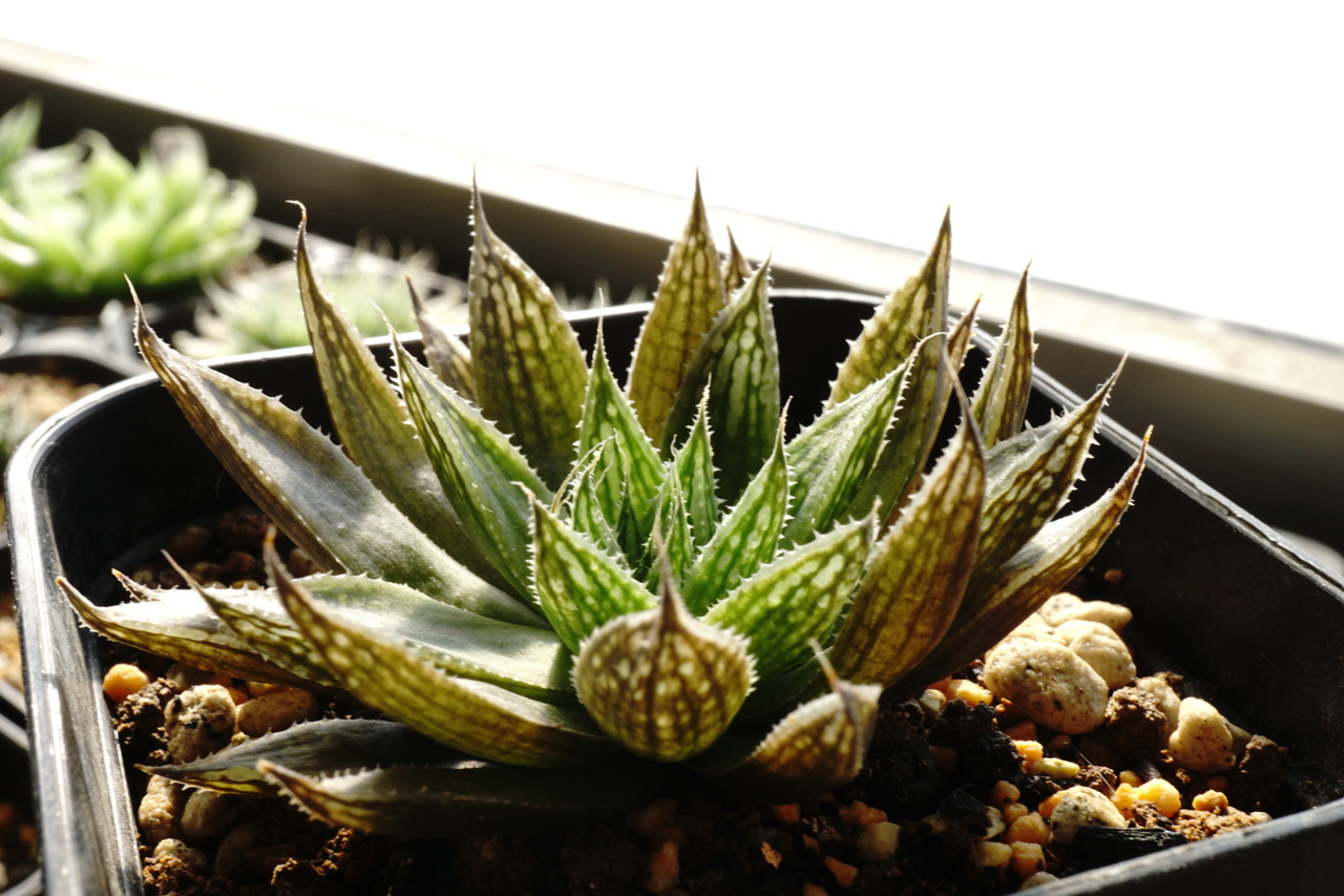樹冠 — Haworthia maculata (audens n.n.) MBB6815,
