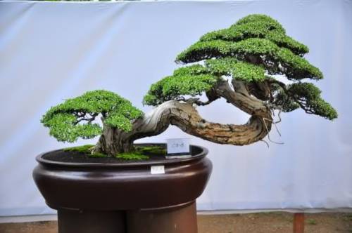 fujiwara57:  Bonsai 盆栽. 