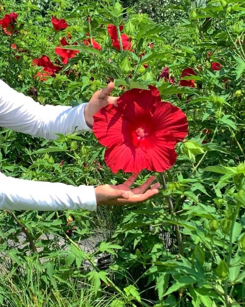 Hibiscus rojo gigante. Que tengan una feliz semana! ✨ #hibuscus #flowerpower (en Brooklyn, New York)