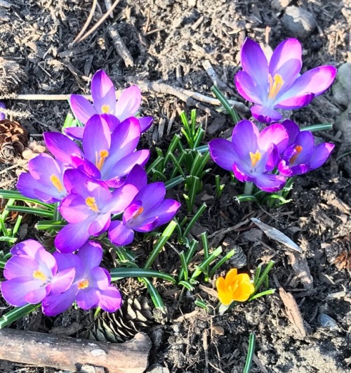 It was snowing this morning, but there are some signs of spring.