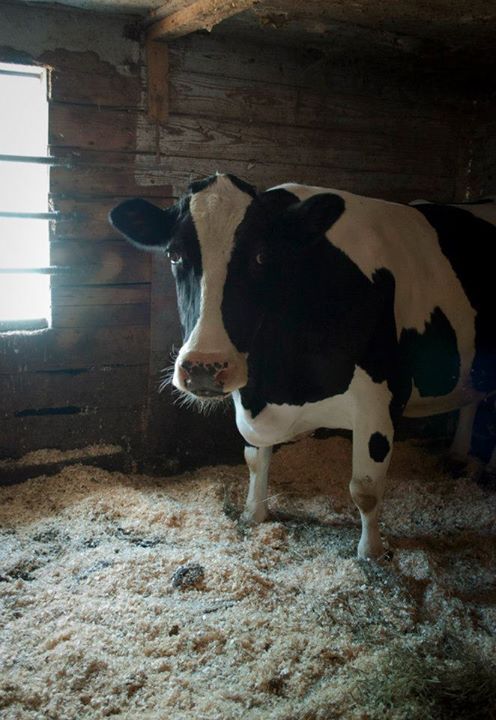 kady-xvx:This is Cassie at Maple Farm Sanctuary her story Is one I can personally relate to and this