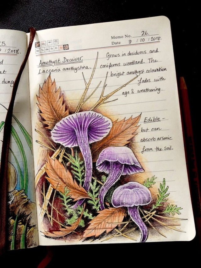 euripideez-nuts:Jo BrownBiologist and artistJournals