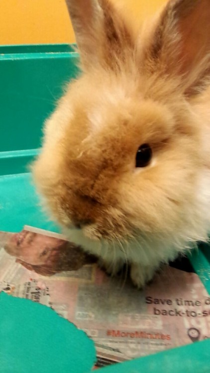 inbloomcas:  look at my bun 🐇