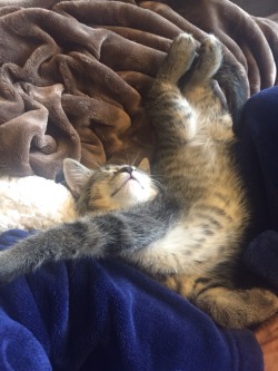 fuckyeahcats:  Teo loves sleeping in weird positions