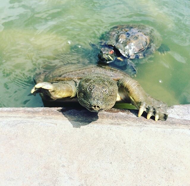 cantors giant softshell turtle