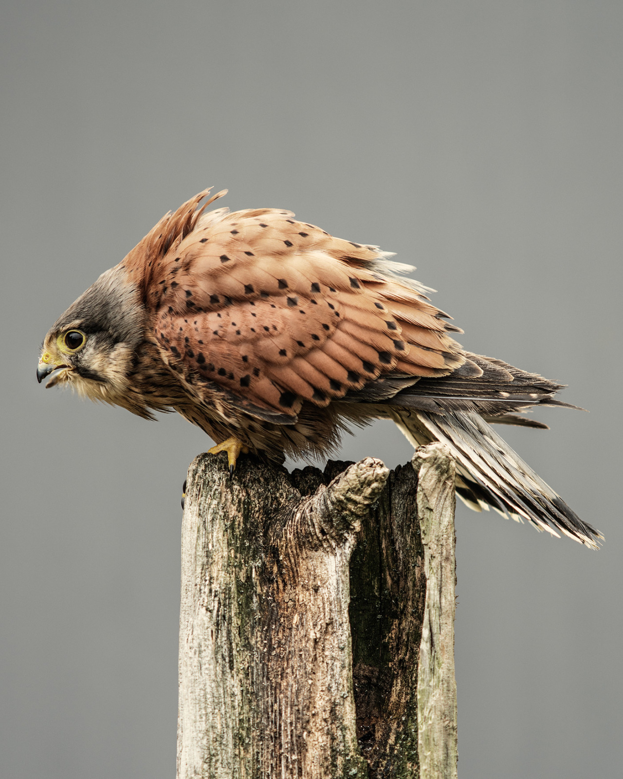 chasingthehawk:  shaylorphoto:  The Hawk Conservancy Trust is a conservation charity