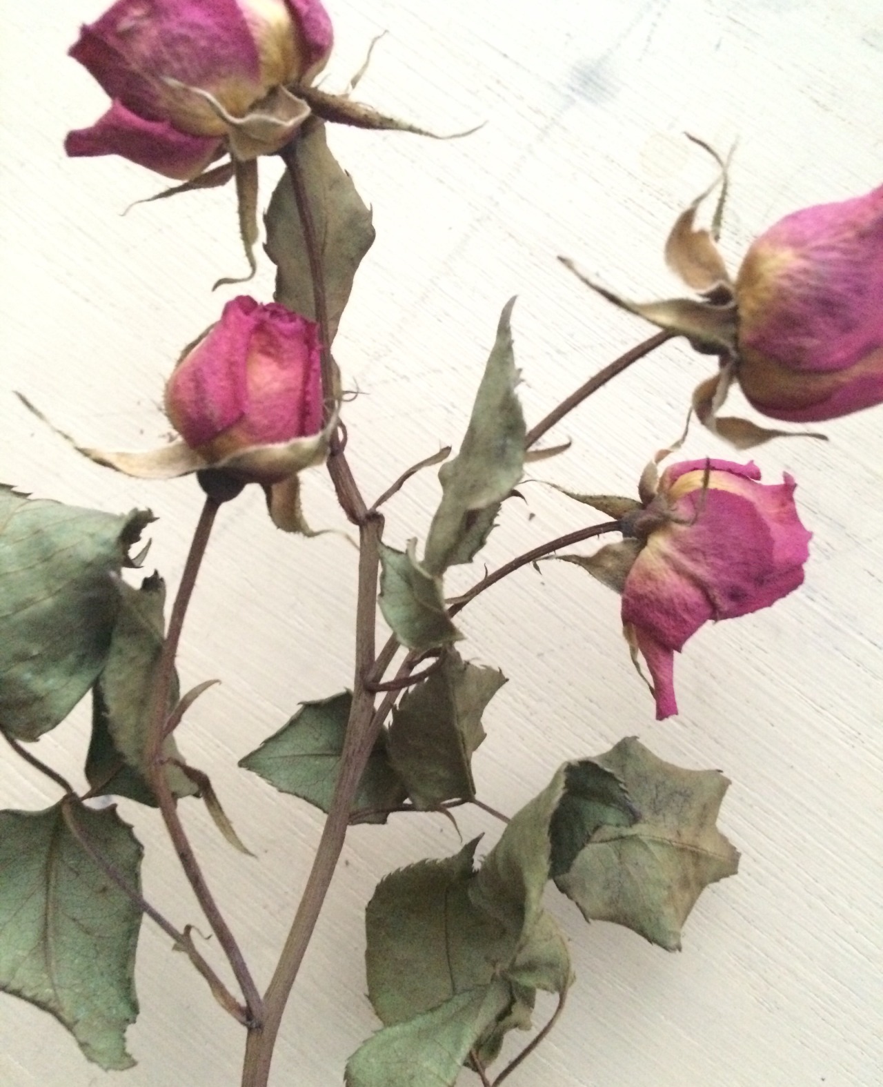 keep-gogh-ing:  dried flowers are so poetic ig: Gogh.Kiddo 