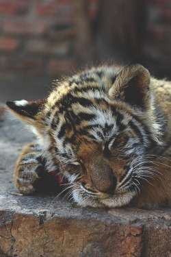 visualechoess:  Sleepy cub by: Tom Ward