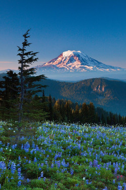 tulipnight:  Mount Adams with Wildflower