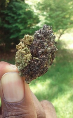 stoner-vogue:  Lovely day for lovely nugs 