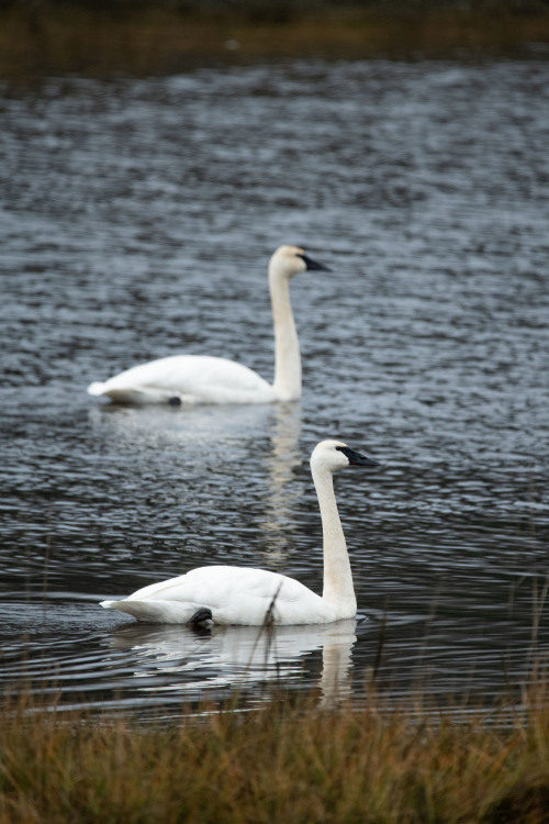 Gliding