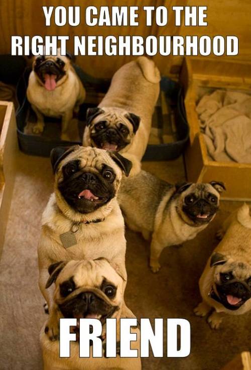 tranqualizer:  [photo: a meme of several excited looking pugs smiling at the viewer. text reads, “you came to the right neighborhood, friend.] FUCK YES