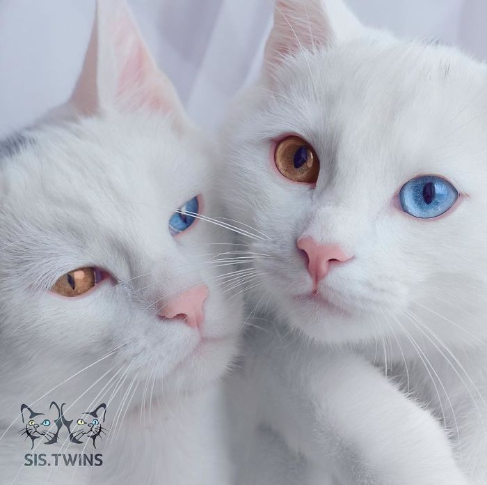 boredpanda:   Meet The Most Beautiful Twin Cats In The World   