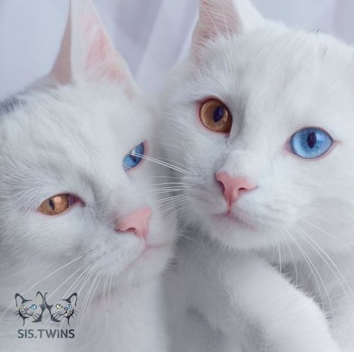boredpanda:Meet The Most Beautiful Twin Cats In The World