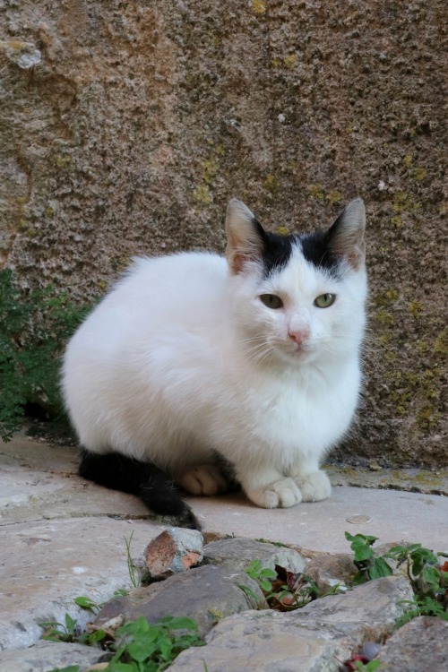 boschintegral-photo:Kitten. Erice, Sicily, Italy