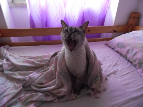 ginkoki: i was taking pics of my cat because he was looking rly cute but then