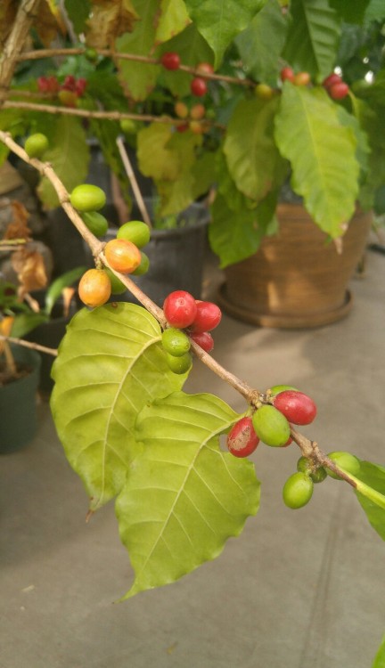 dailyplantfacts:Coffea arabica, the coffee plant, is in the family Rubiaceae. Coffee is the most imp