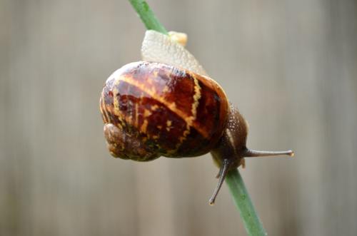 Snails and other gastropods move using their single muscular foot and a viscoelastic fluid they secr