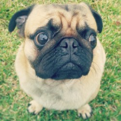 ilovepugs4ever:  Follow Dog Quotes. 