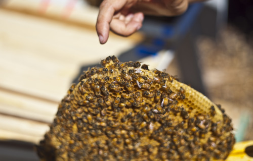 sharaflea:Checking the hive a week after new queen installation. Queen is free of the cage, alive an