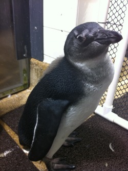 montereybayaquarium:    Need help getting through your #humpday? Perhaps a behind-the-scenes penguin chick picture will do the trick. We’re happy to announce the name: Maq. We also recently determined the sex of the chick: it’s a girl!  As you