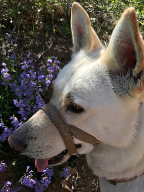 loki-lo: We found some penstemon on our hike yesterday